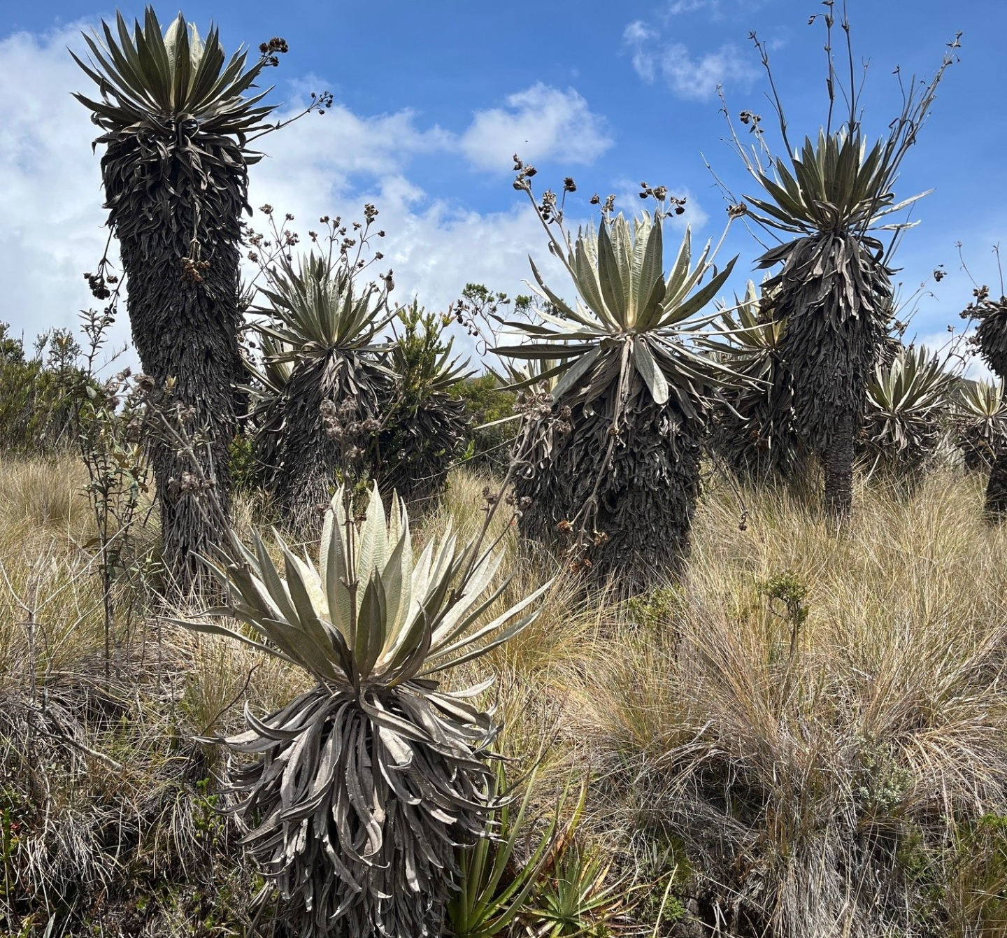 Biodiversity Colombia