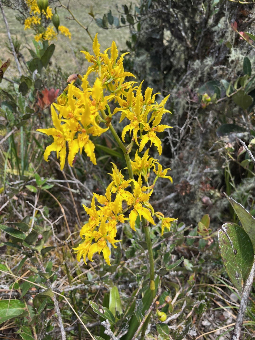 Yellow plant Colombia